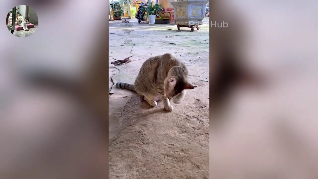 New Funniest Cats and Dogs Clips 2025😼🐶Try Not To Laugh😜 Part 15