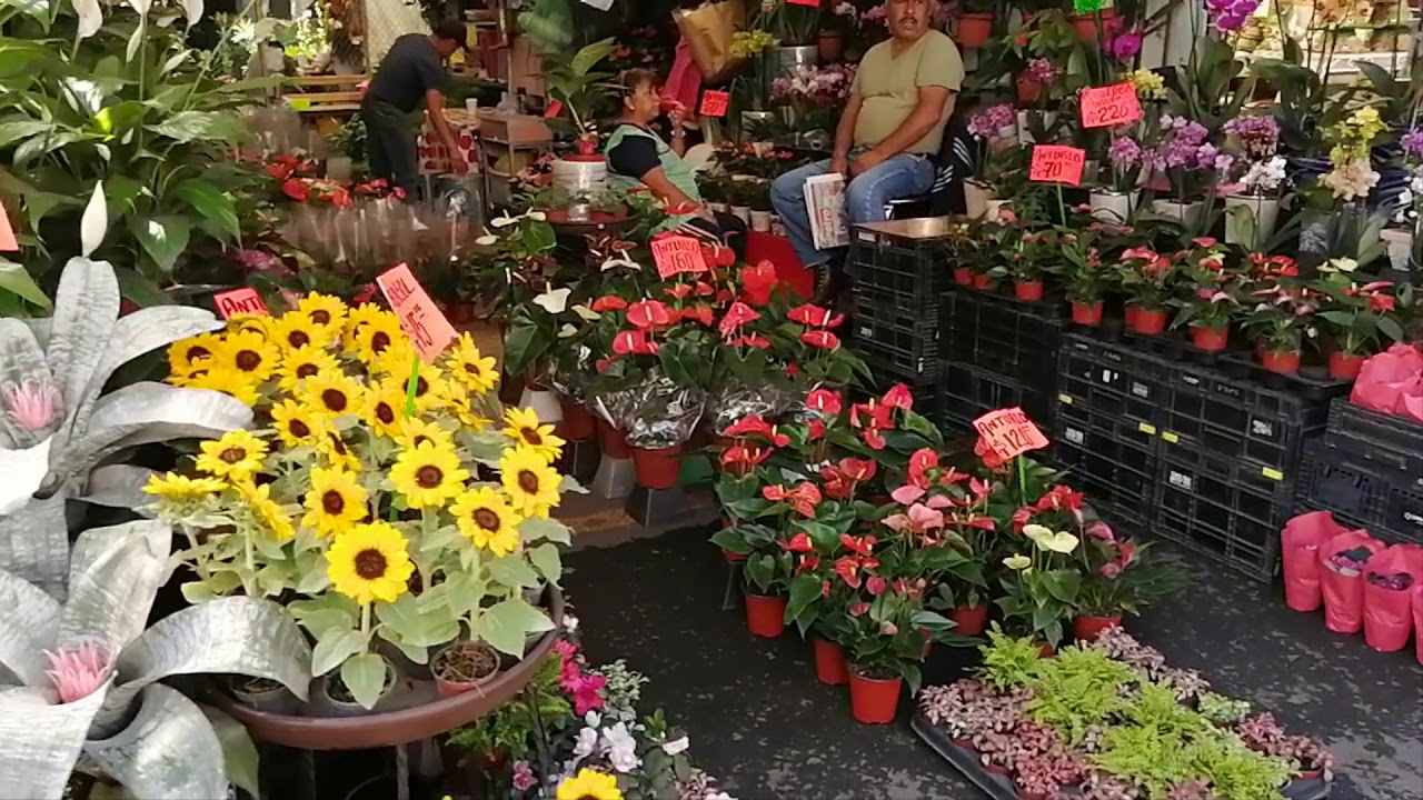 VISITANDO EL MERCADO DE PLANTAS MADRE SELVA EN XOCHIMILCO