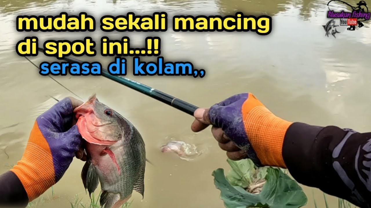 Mudah sekali mancing di spot ini‼️ mancing ikan nila serasa di kolam..!!