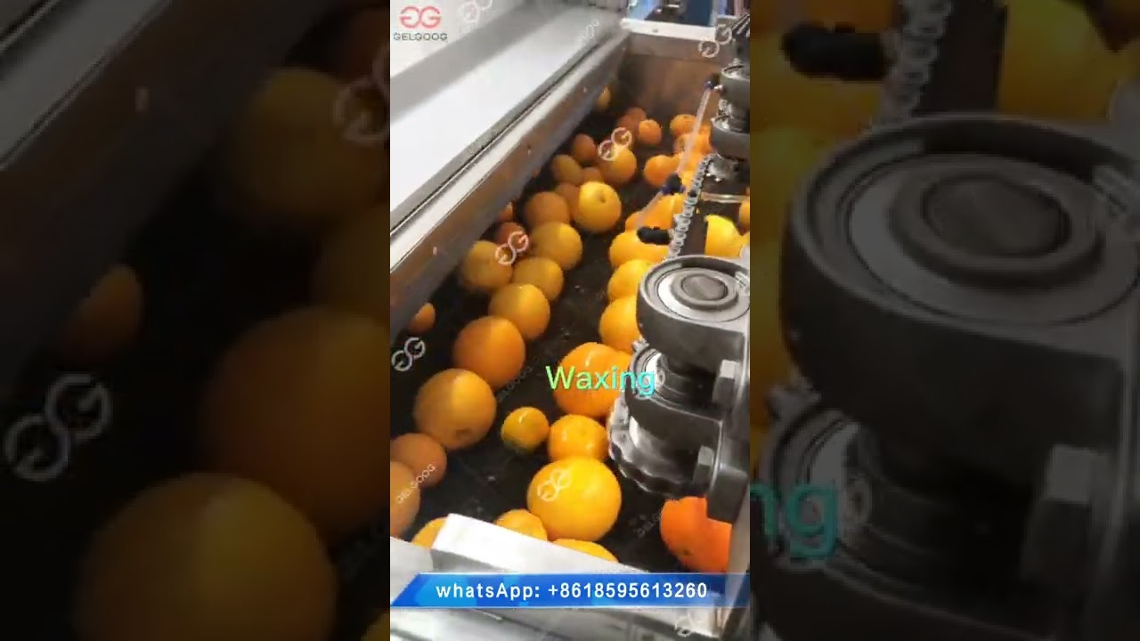 Citrus Fruit Washing Waxing And Grading Line Factory Test Machine