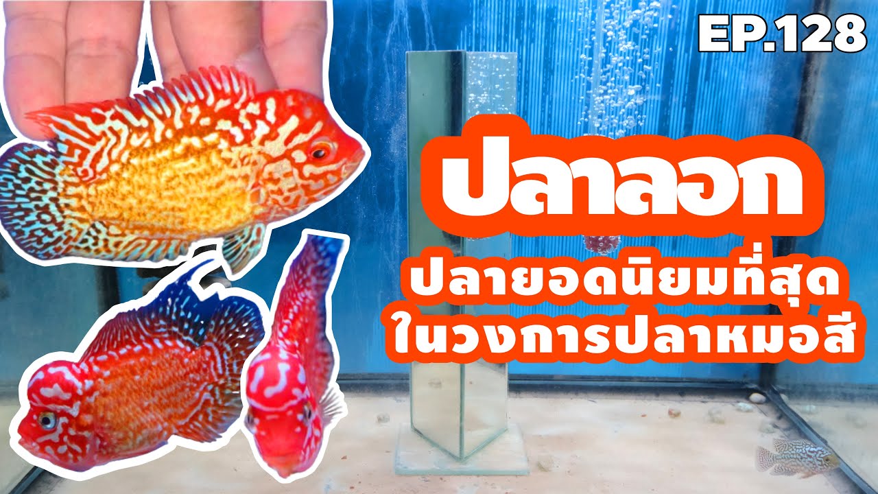 EP.128 เสน่ห์ปลาลอก ปลาที่เป็นที่นิยมสุดๆในตอนนี้