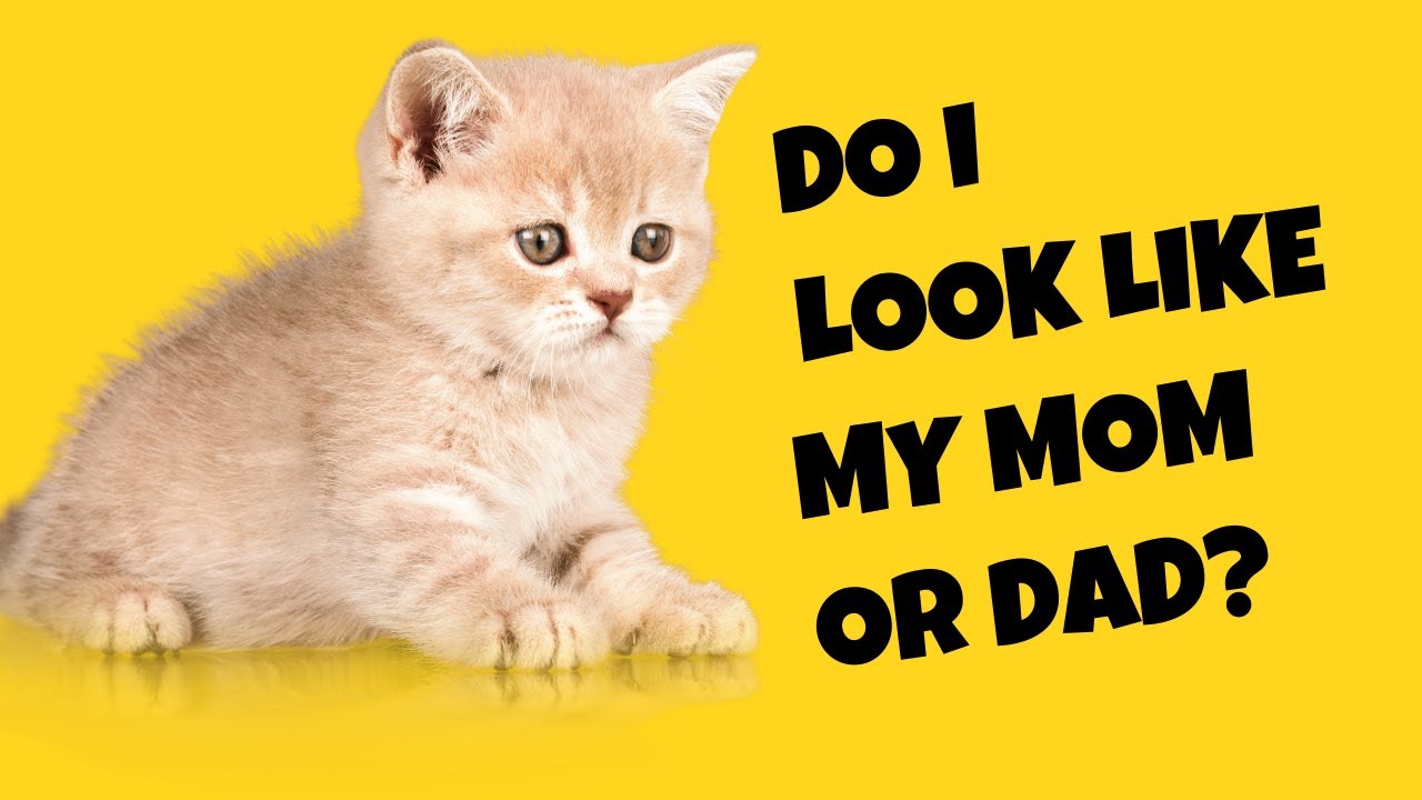 Do Kittens' Color and Gender Inherit from Their Mother or Father? - Cat's Knowhow