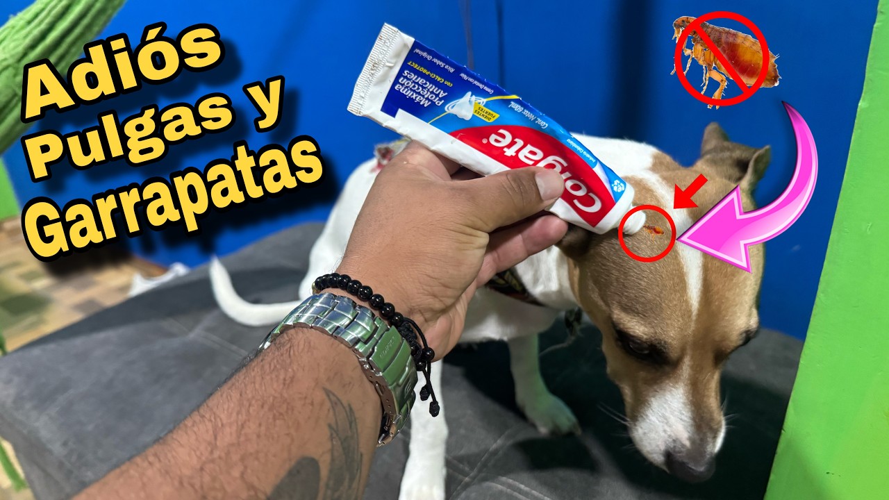El Mejor Método para Eliminar Pulgas y Garrapatas en Perros y Gatos