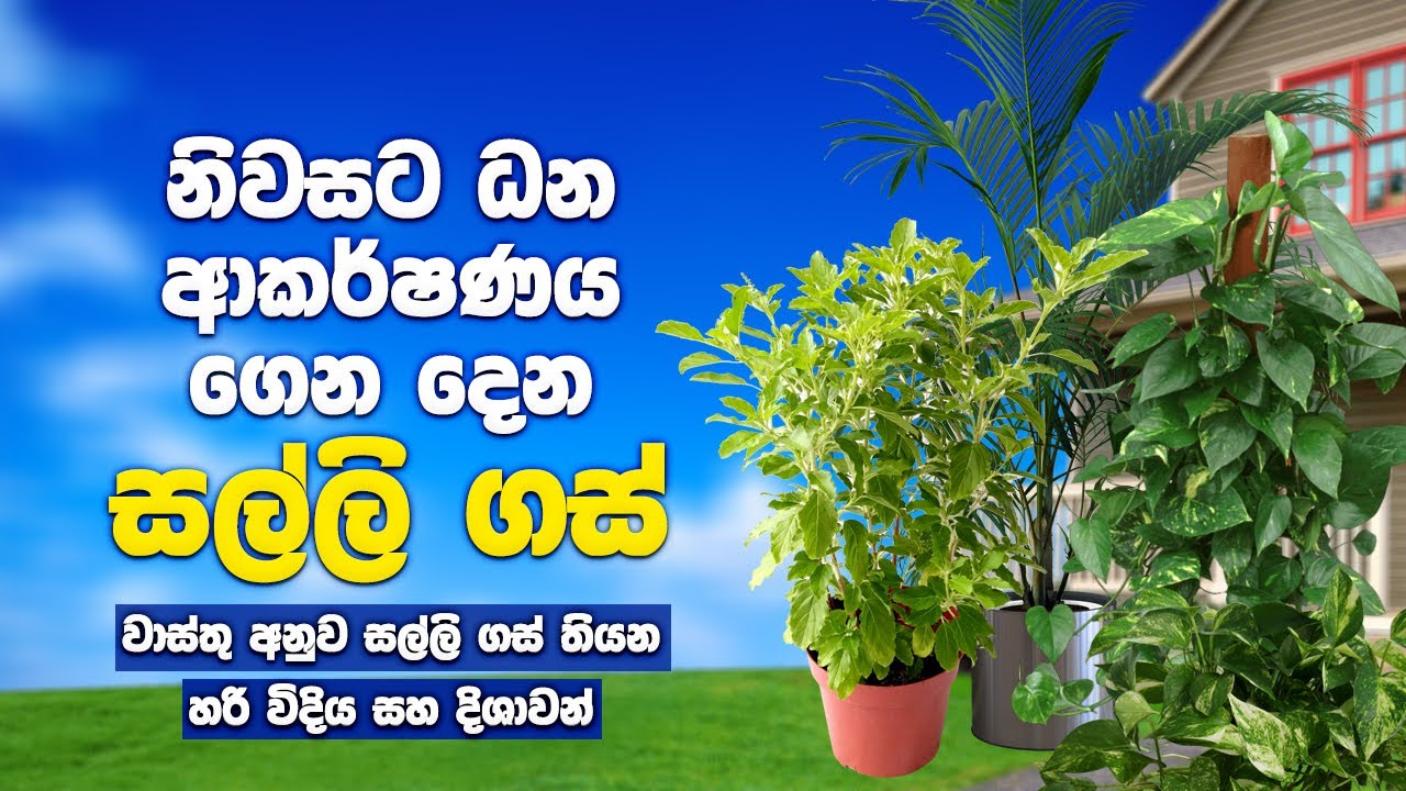 නිවසට ධන ආකර්ෂණය ගෙන දෙන පැළෑටි | Vastu Tips For Money Plants