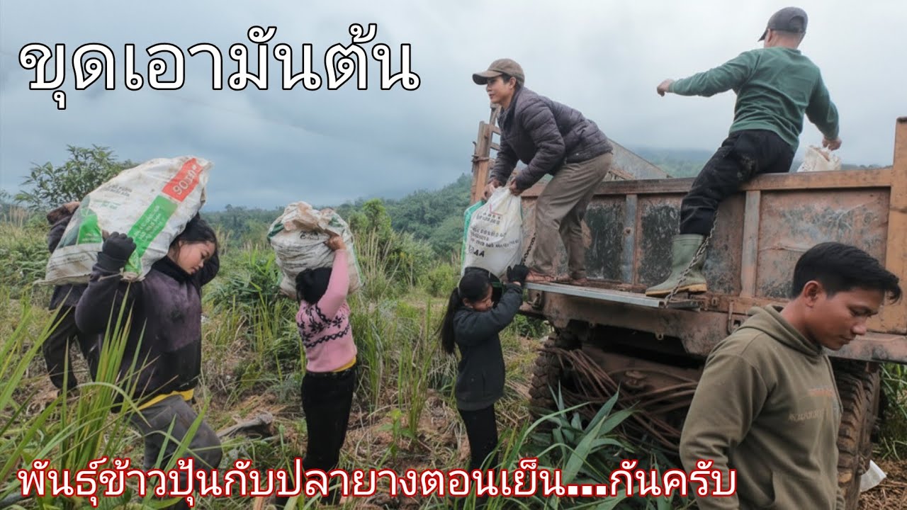 ขุดมันสำปะหลัง พันธุ์ข้าวปุ้นกับปลายางตอนเย็น...กันครับ