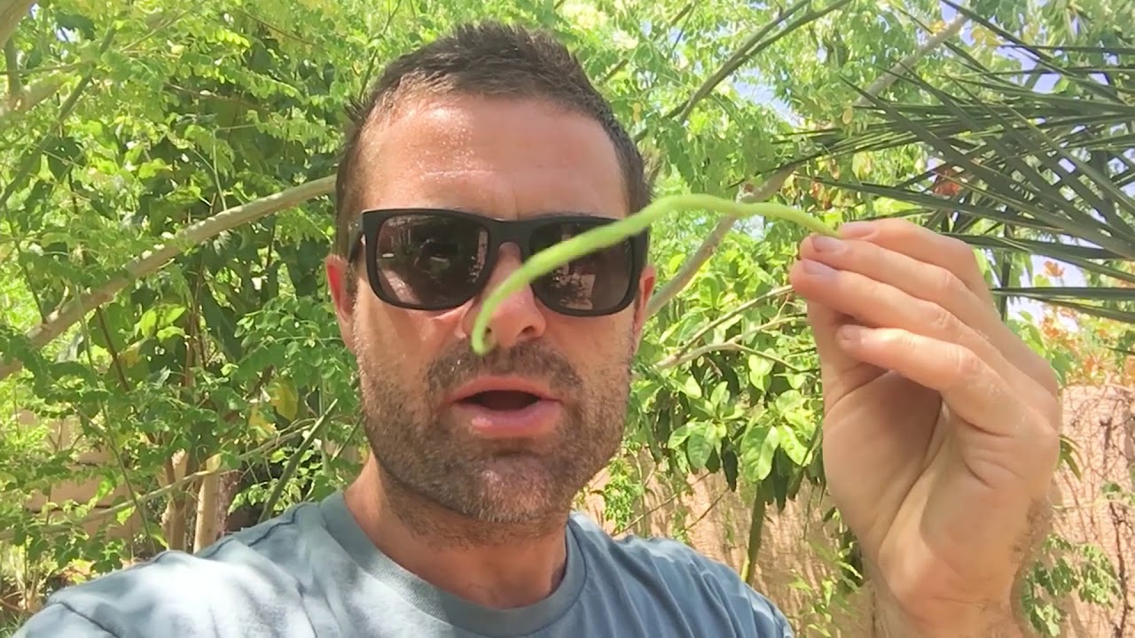Ep 93 - Moringa Haven - 30 Moringas on a 6000 Sq Ft lot in Phoenix!