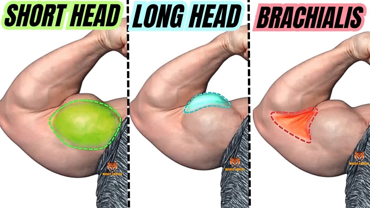 TOP 5 LONG HEAD BICEPS  /  SHORT HEAD BICEPS / BRACHIALIS BICEPS EXERCISES AT GYM