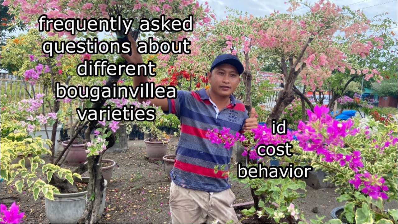 frequently asked questions about different bougainvillea varieties