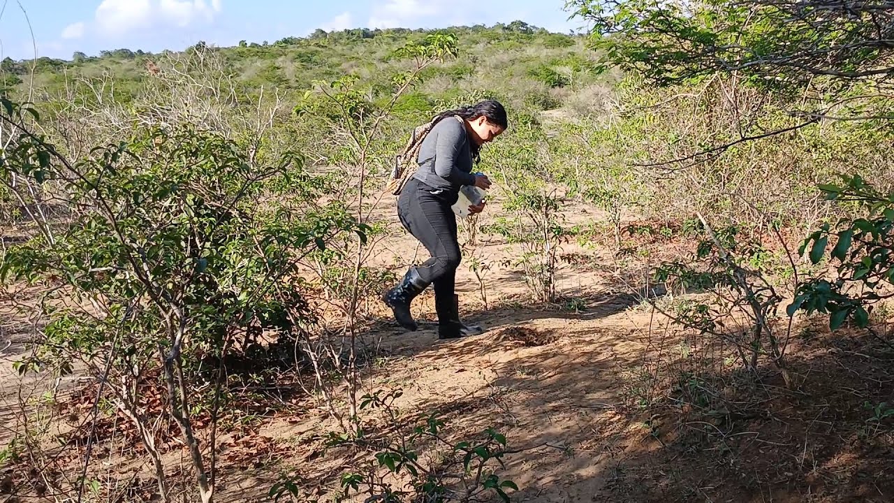 CAÇANDO TANAJURA COM A RITINHA PELA  SEGUNDA VEZ E NADA DE TANAJURA, SAIU MUITO POUCA.