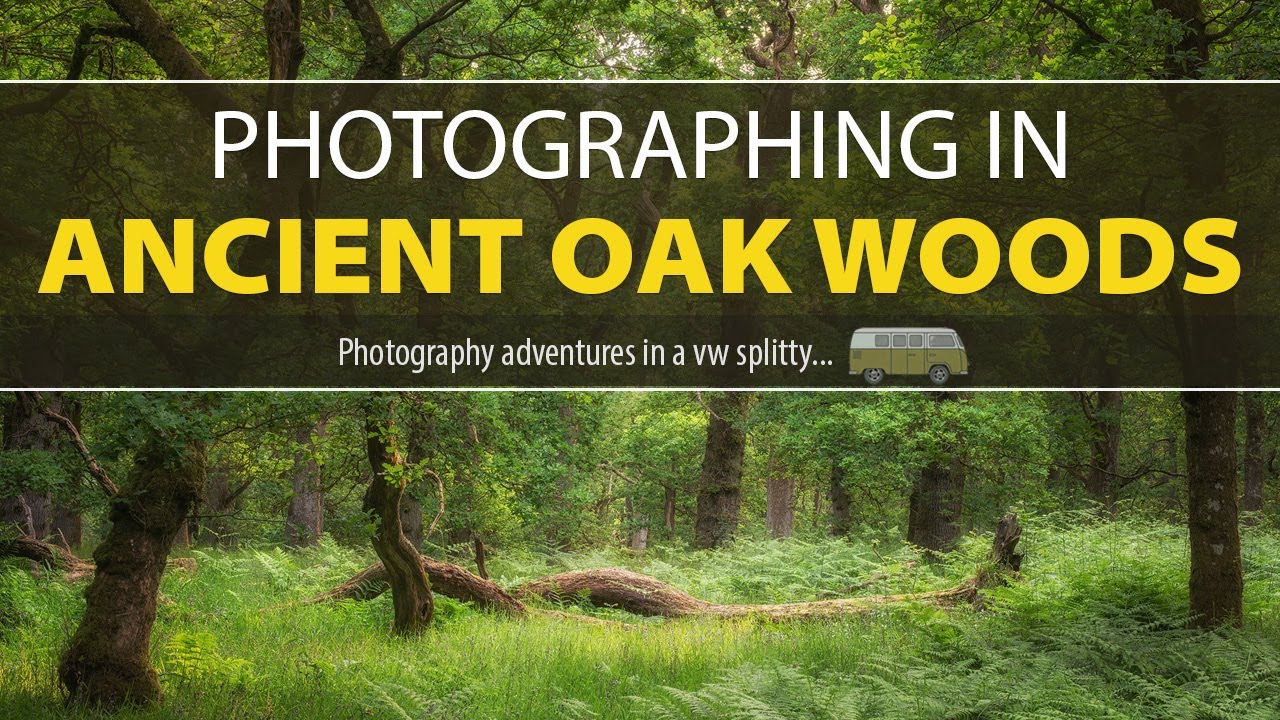 Unveiling Scotland's Magical Oak Woods: A Photography Adventure