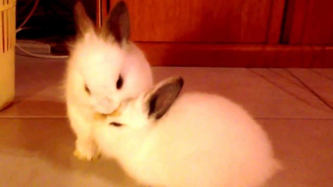 Conigli nani cuccioli
