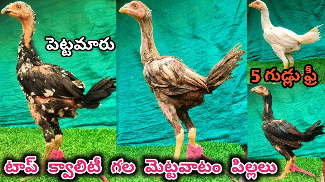 తూర్పు జాతి గల 6 పిల్లలు అమ్మబడును||Bhimavaram Line Batch-1||7032420011||5 Eggs Free||#mettavatam