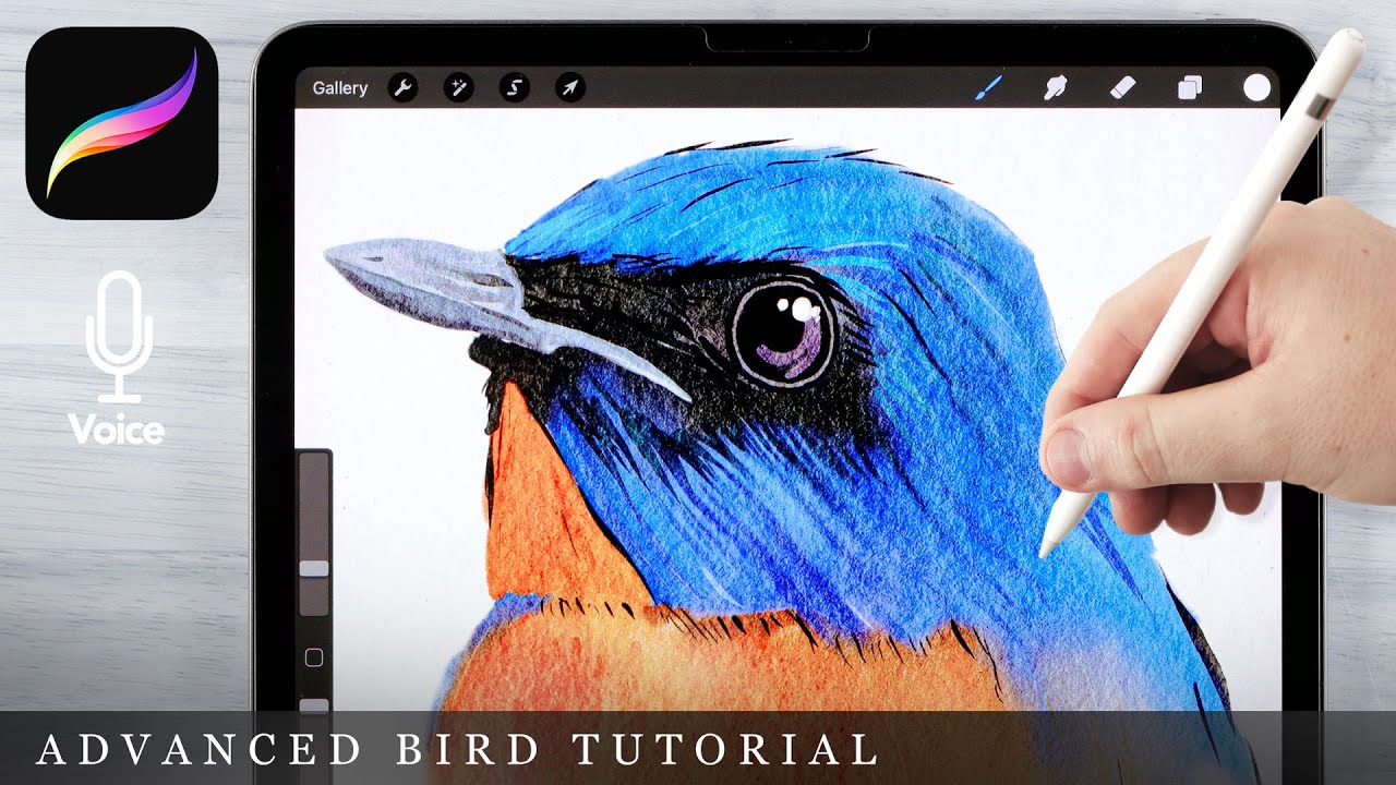 Watercolor Bird Illustration // Painting from Photos // Watercolor for Procreate Parrot Illustration