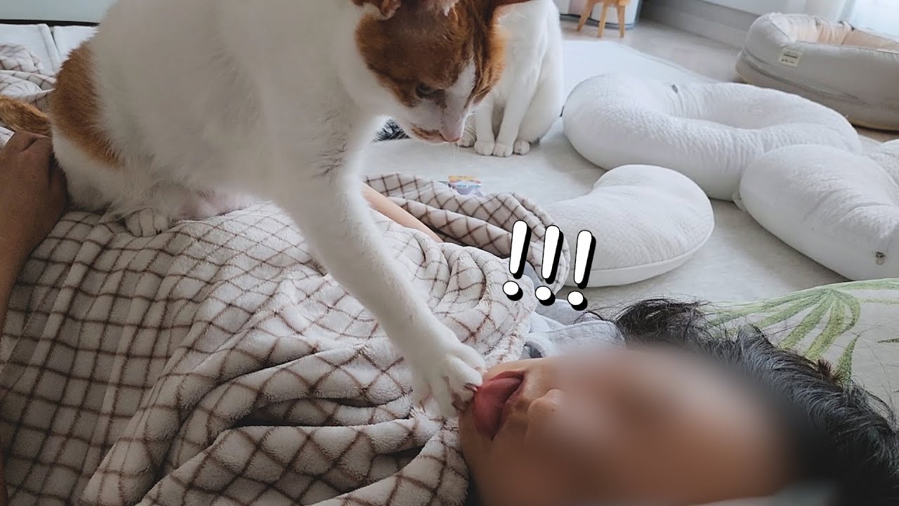 고양이 무시하고 잠만 자면 벌어지는 일ㅋㅋ