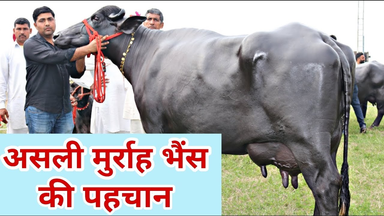 How to identify a Real Murrah Animal 🎥 वीडियो देख कर जानें असली मुर्राह की पहचान