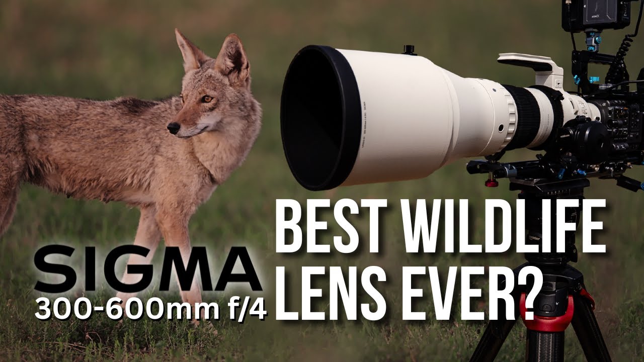 Sigma 300–600mm f4 Review – Is This The Ultimate Lens For Wildlife Cinematography?