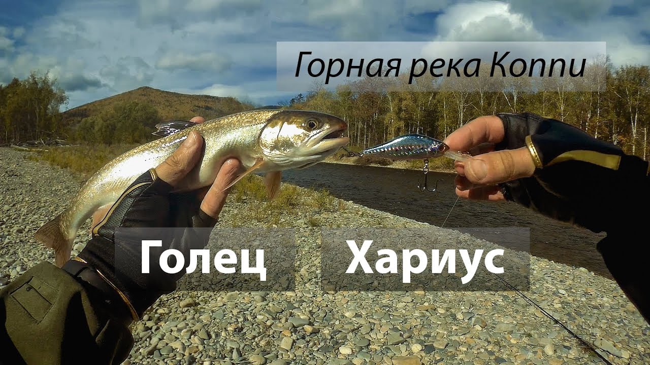 🇷🇺 Горная река Коппи, Россия. Голец и хариус на блёсны и воблеры. Часть 1. 2017/09