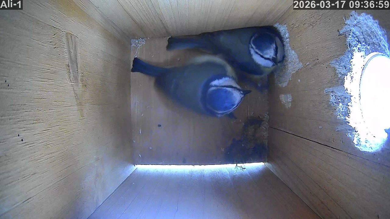2026 03 17   Blue Tit Nest Box   Both birds in box