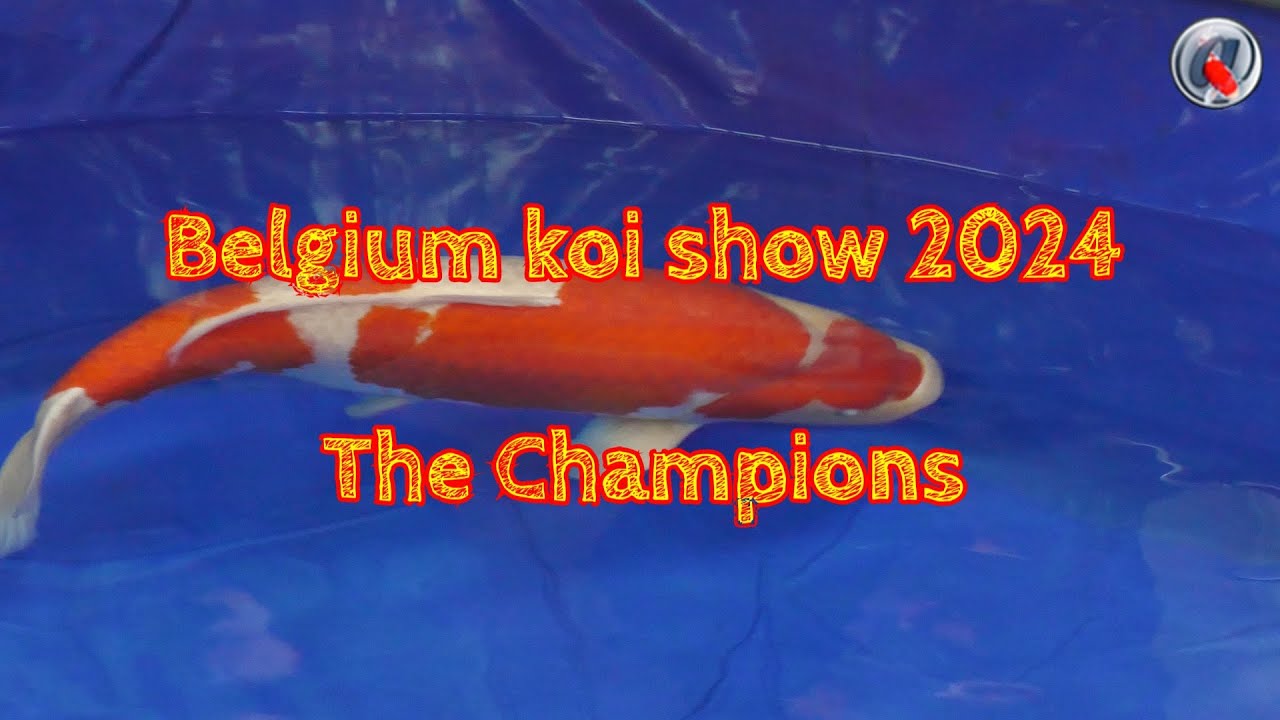 Belgian koi show 2024
