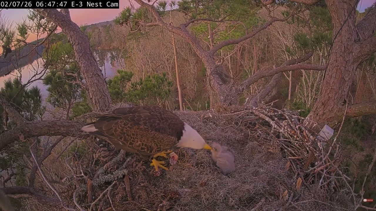 A very early feeding At E-3 with Nola and Jazz.