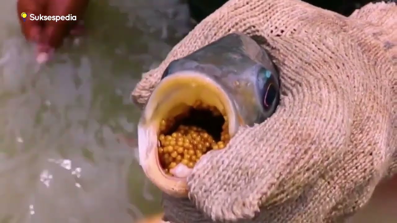 PROSES PENETASAN TELUR IKAN NILA 100% SUKSES!