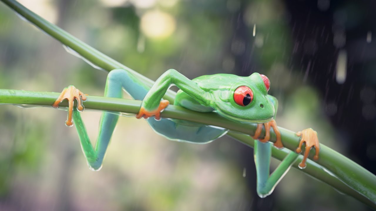 Part 2. 3D Modeling Frog in Blender. Cycles. Time-lapse