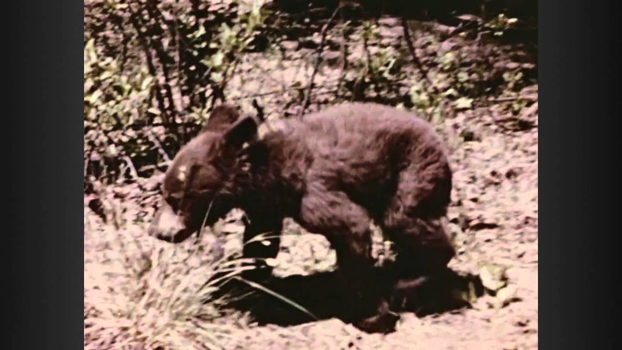 Smokey the Bear Dies - Decades TV Network