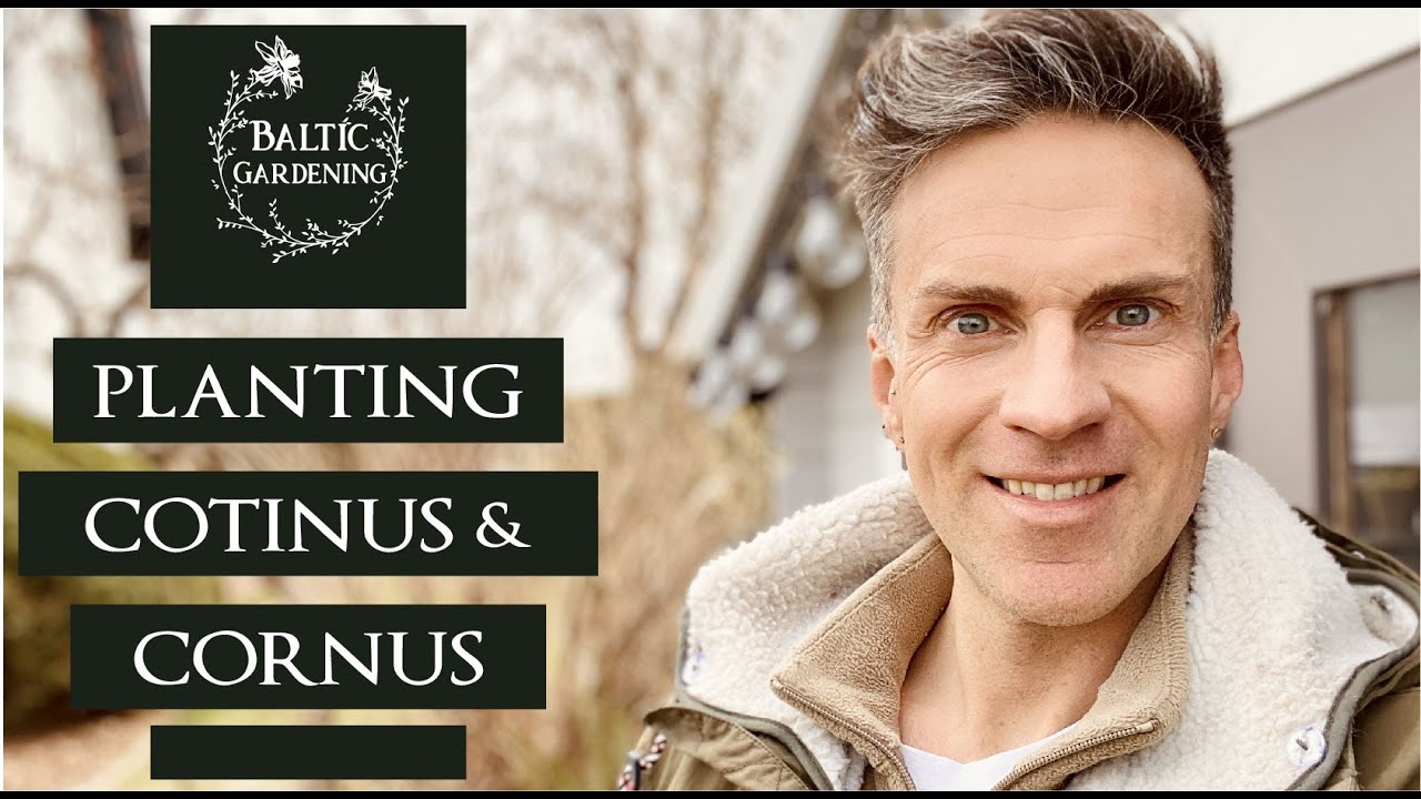 Planting shrubs. Planting cotiunus grace. Planting cornus sibirica variegata. Baltic Gardening