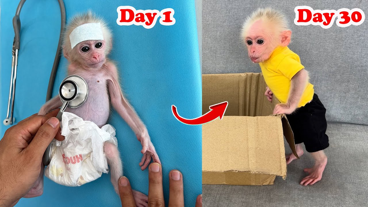 30 days of practicing fatherhood of baby monkey Xuka