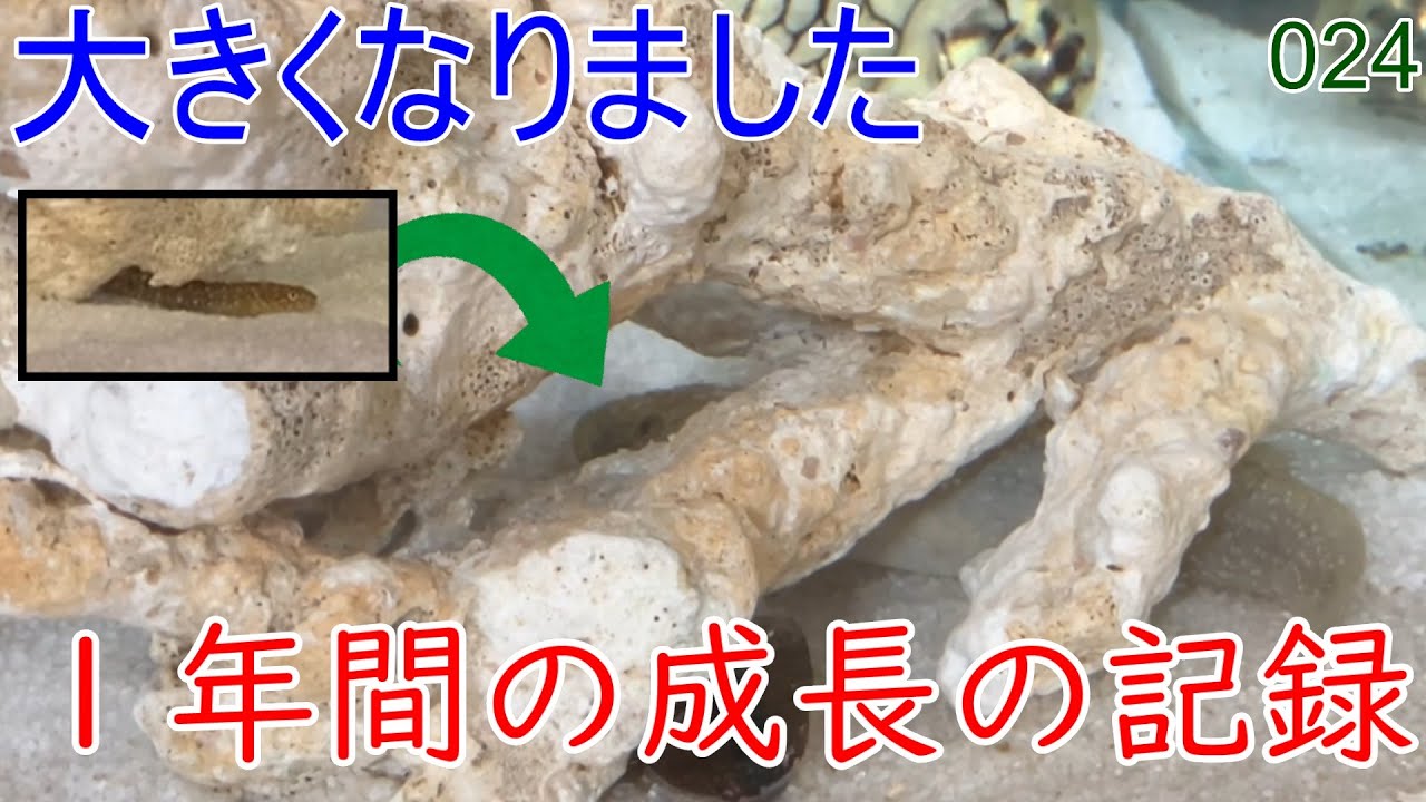 【024】ドロメ1年間の成長記録【マリンアクアリウム】