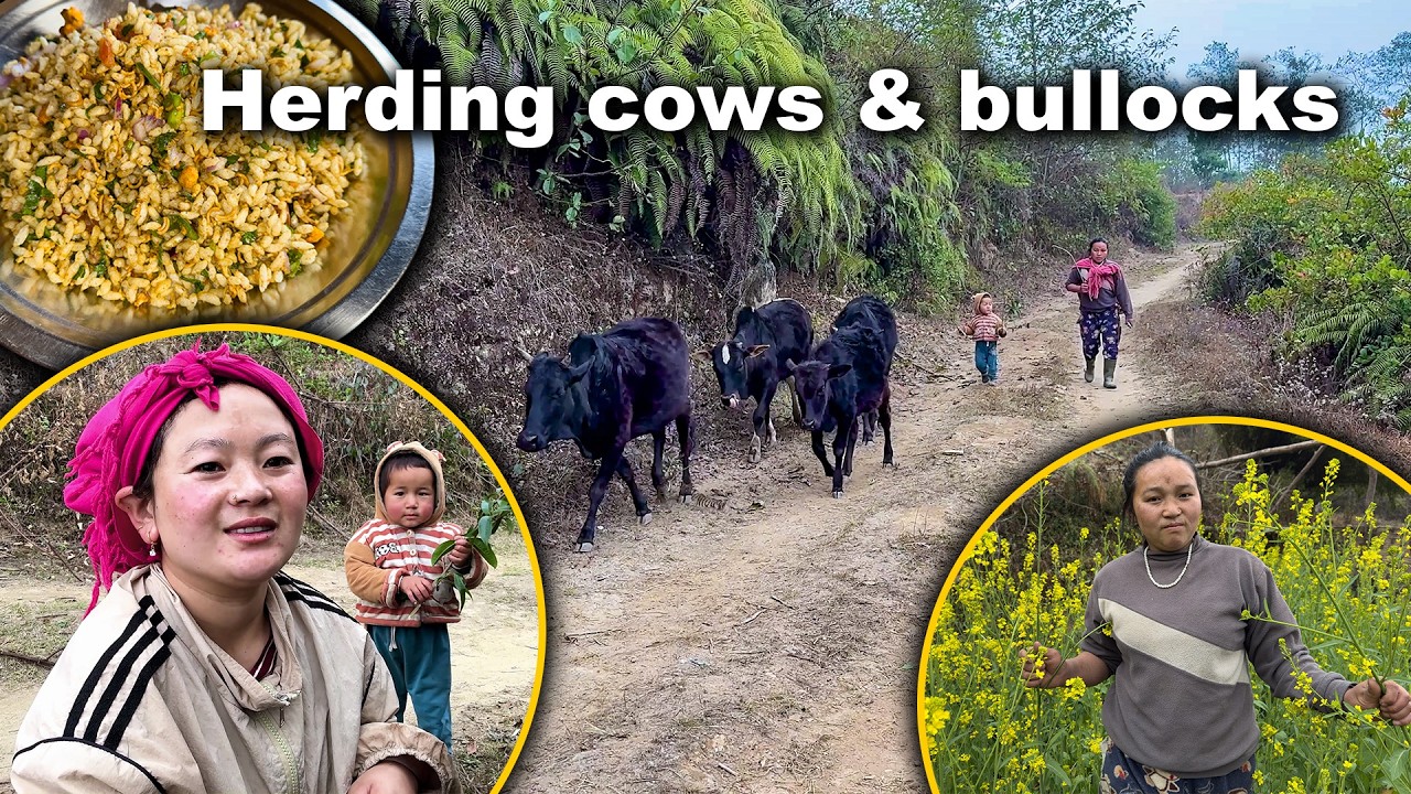 Herding cows & bullocks. Me, Dima & Saya Hang दिमा र साया हाङ संग गोठालो गरेको chatpate eating