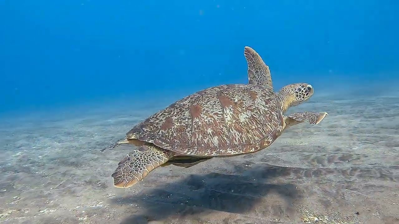 Saint Pierre 2026 - souvenirs de plongée