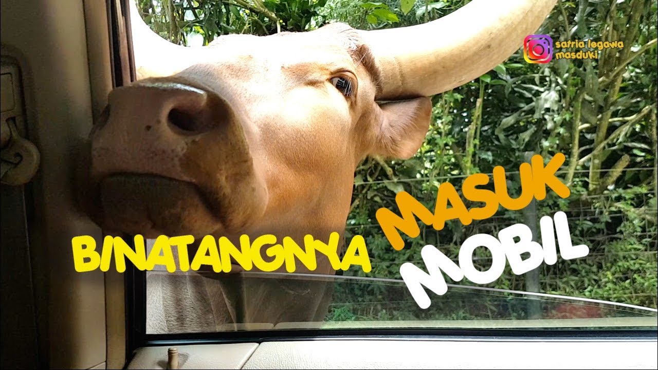 Binatangnya Masuk Mobil | Mengenal Satwa di Taman Safari Bogor | Rekreasi Keluarga