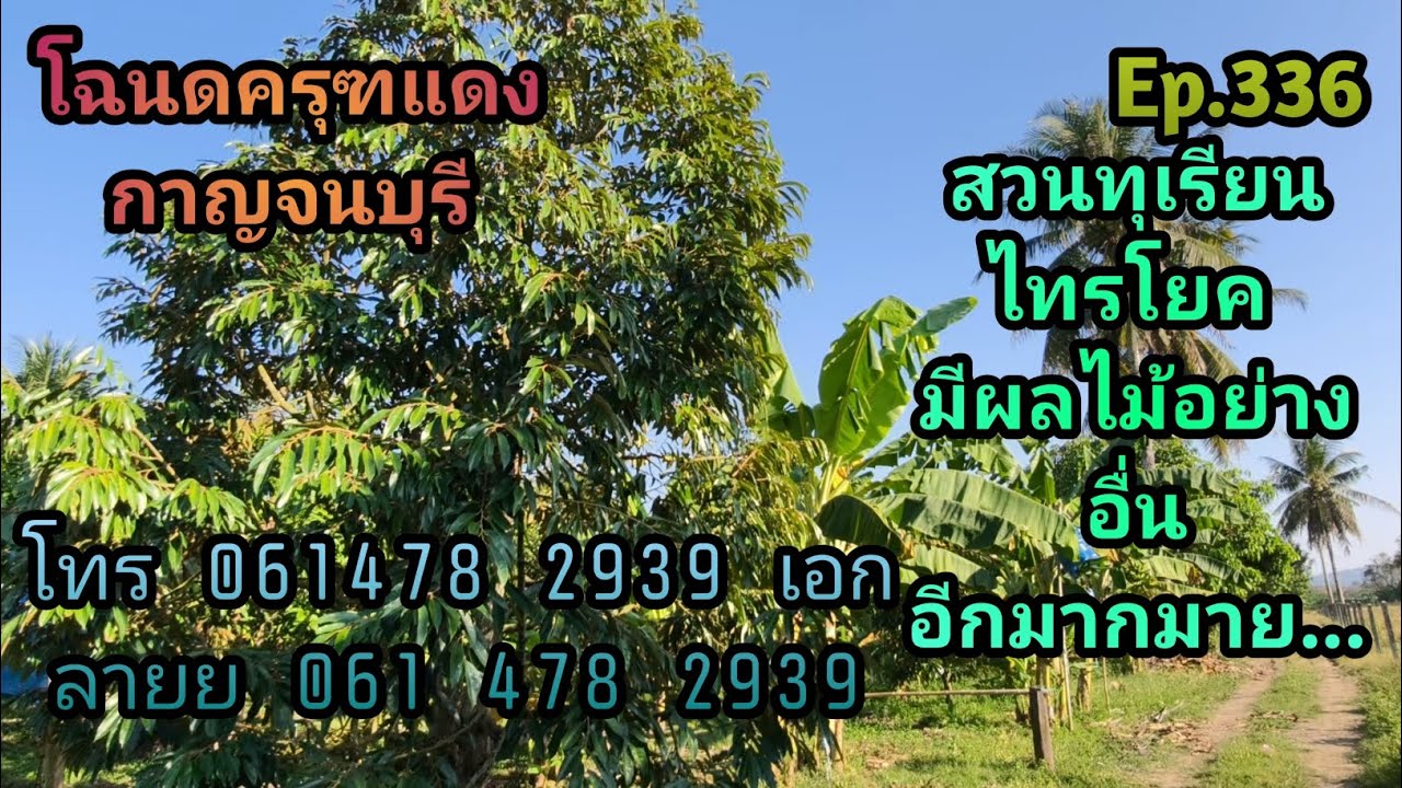 Ep.336 โฉนด สวนทุเรียน 14-0-54 ไร่ ขาย 7.2 ล้านบาท ต.ไทรโยค อ.ไทรโยค จ.กาญจนบุรี 