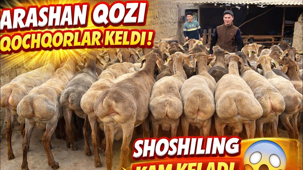ARASHAN QOZI QOCHQORLAR KELDI 😱 KAM SONDA! SHOSHILING!