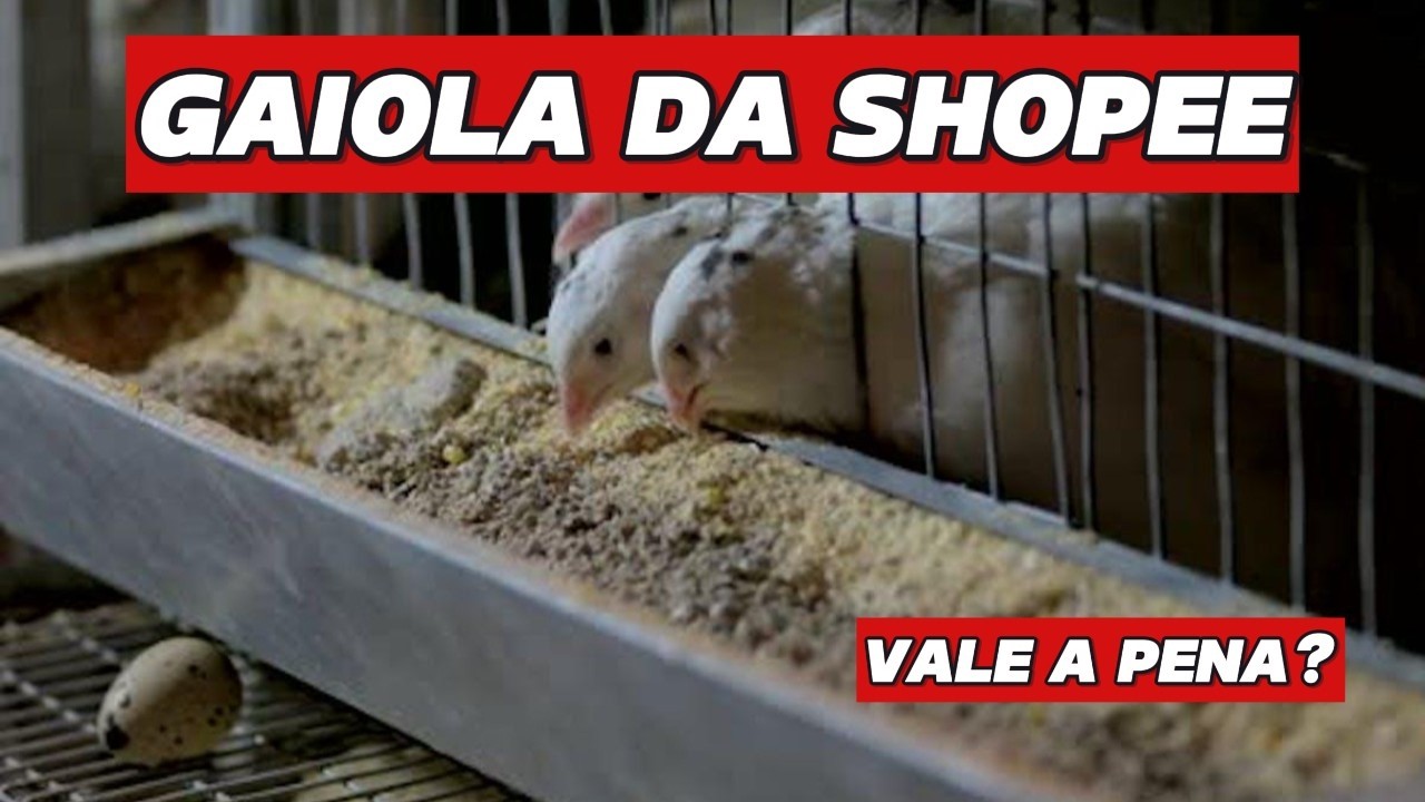 NÃO COMPRE GAIOLA PARA CODORNA, ANTES DE VER ESSE VÍDEO!