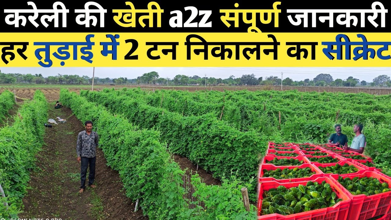 करेली की खेती बिकता है 70₹kg a2z संपूर्ण जानकारी | Karela ki kheti | Bitter gourd farming