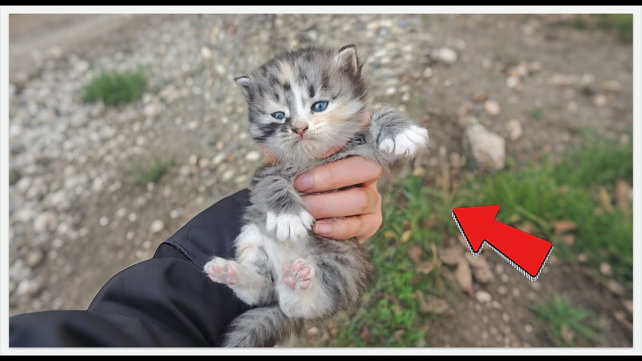 Found Dying, Now It Attacks Me?! 🚑🐾 #rescue #cat #rescueefforts #kitten #animalrescue
