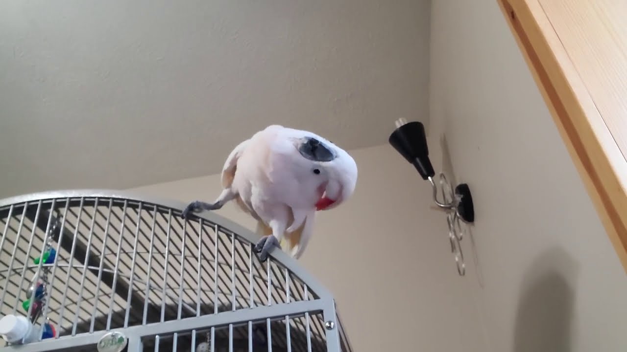 Max Having A Tantrum