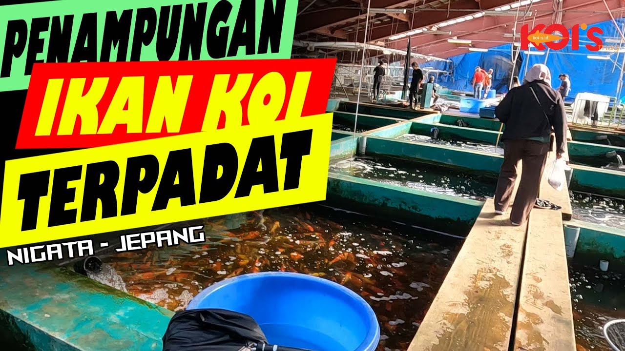 MARUSEI KOI FARM, TERBESAR DI NIIGATA.