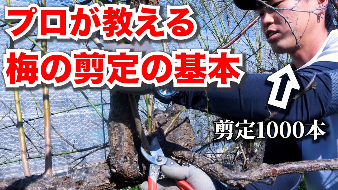 【梅農家直伝】誰でもできる！梅の木の剪定方法