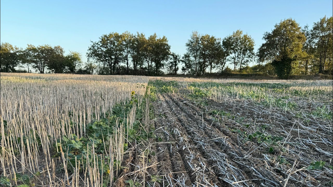 Triticale de Colza, en terre froide hydromorphe à très faible potentiel #ACS