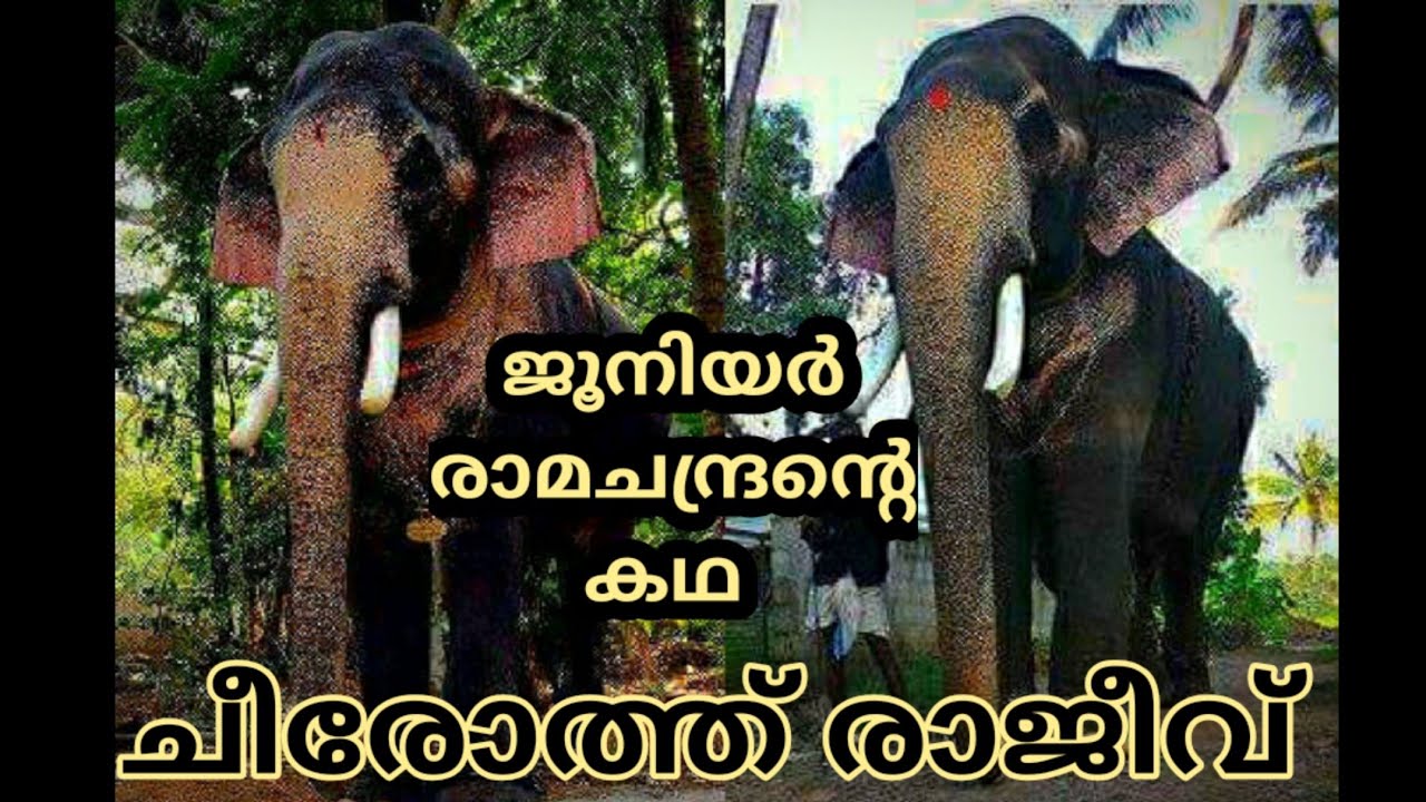 ചീരോത്ത് രാജീവിന്റെ കഥ, JUNIOR THECHIKOTTUKAVU RAMACHANDRAN STORY, CHEEROTH RAJEEV ELEPHANT STORY