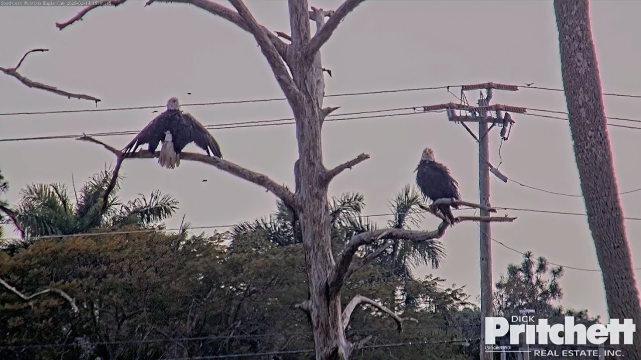 SWFL EAGLE CAM 2026.2.14 🥰F and M each took a bath, then dried their feathers together in the DSPS.
