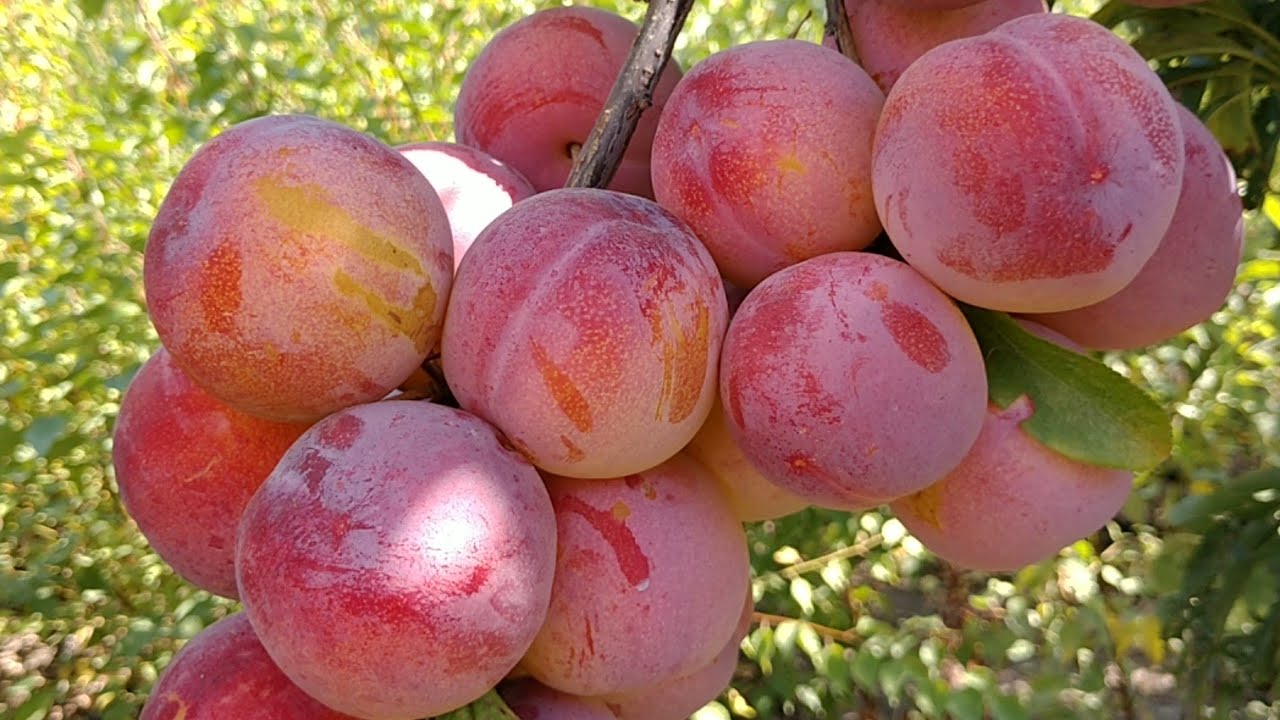 Плуот Гео Прайд. Pluot Geo Pride. Смачний, врожайний, невибагливий
