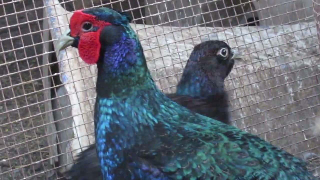Melanistic pheasant
