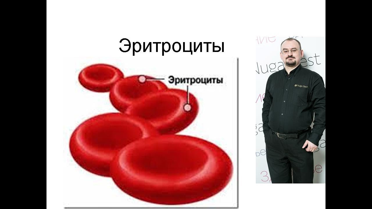 Эритроциты – их строение и функция