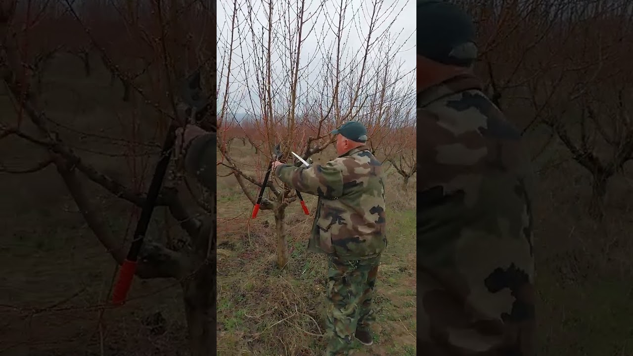 Професиона резитба на праскова - Част 1-ва