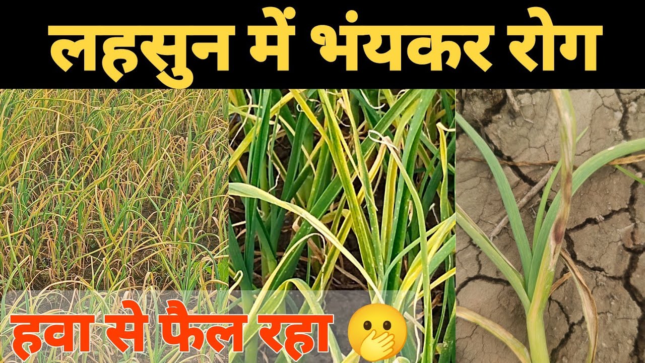 लहसुन में बहुत खतरनाक रोग Garlic Stemphelium Blight ! Garlic Purple Blotch #drsunilbhaira