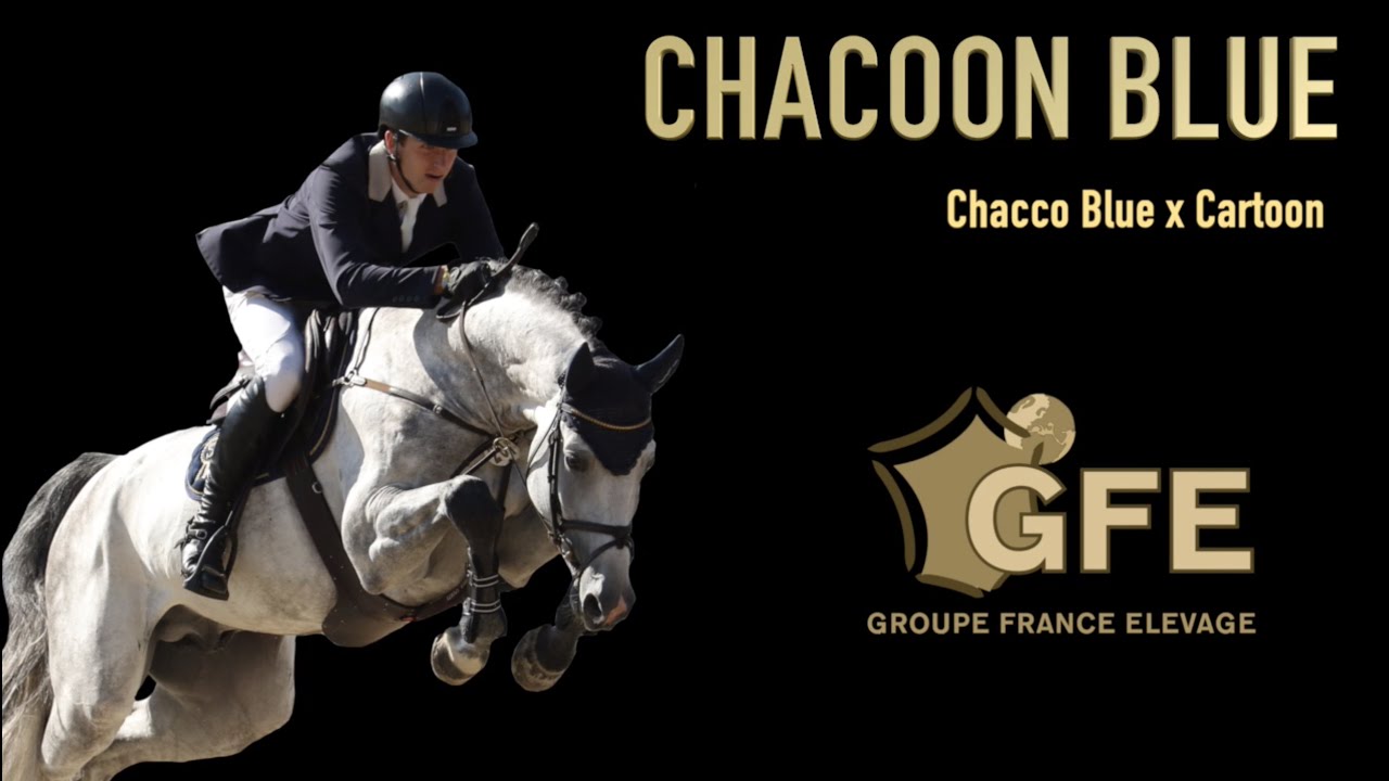 Chacoon Blue - 2020